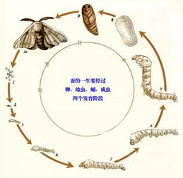 得了霉菌滴虫**炎经过一段时间治疗后不知好了没有?后来发现怀孕了,对小孩有影响？