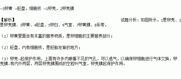 一个鸡蛋的蛋黄是不是一个细胞