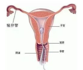 怎样判断怀孕多长时间了