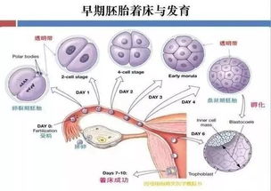 空孕囊是怎么回事儿