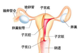 输卵管不通的几种情况