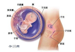 怀孕7周心情不好哭,影响胎儿吗