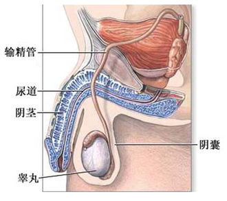 男性结扎之后会影响性生活吗