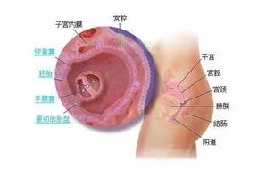 怀孕一周左右孕妇身体有什么症状