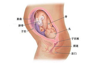 孕妇怀孕时期胎儿缺氧怎么办