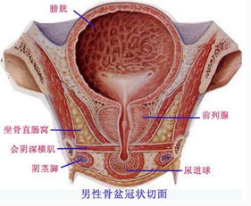 睾丸钙化点会是癌症吗