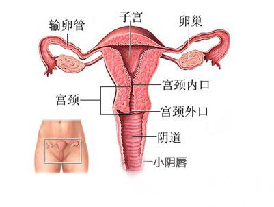 经常保养卵巢的好处