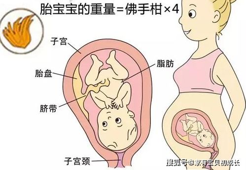 怀孕23周双顶径和股骨长标准