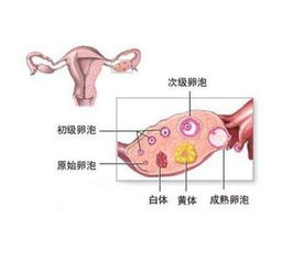 卵泡17*14可以排了吗？