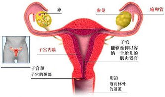 nt检查吃巧克力有用吗孕妇