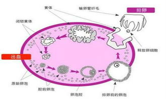 排卵卵泡多大排出