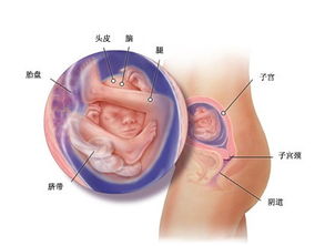 怀孕8周缺氧怎么办呢