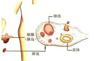 排卵期也怀不上是什么原因