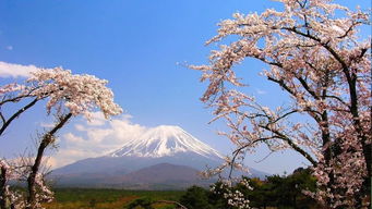 关于樱花和富士山的文案