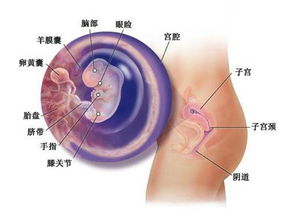 我早期的孕囊大小为26×18mm，应该是什么形状什么性别呢？呵呵~~