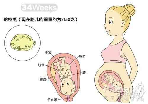 胎儿发育正常有哪些情况呢