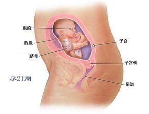 孕期怎么知道胎儿的发育情况