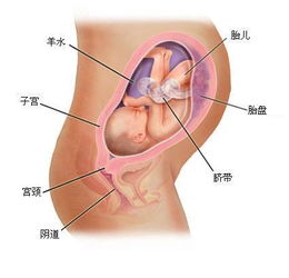 孕期怎么知道胎儿的发育情况