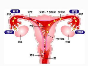 未婚可以去做输卵管检查吗