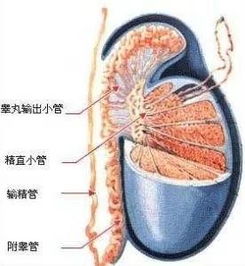 男性输精管堵塞还能生育吗