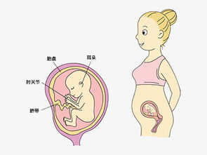 双顶径每周增长多少正常