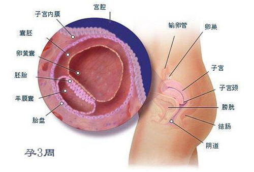 孕期胎儿正常的生长过程是怎样的呢