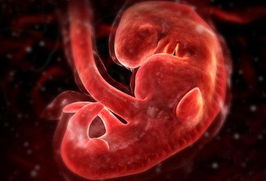 胎儿发育详细过程图