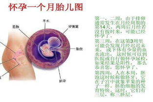 临床方法如何预测胎儿性别呢