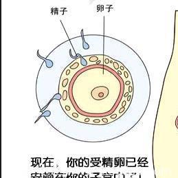 怀孕一个月有什么症状,如何判断是否怀孕了