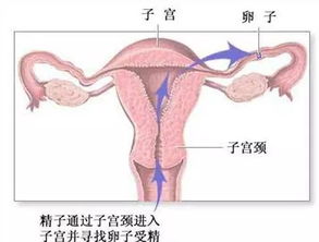 月经推迟了10天能测出来怀孕吗