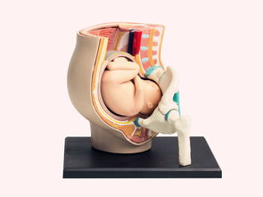 胎儿入盆分泌物增多还要多久会生产