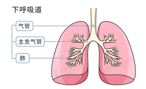 感冒了流清鼻涕嗓子有痰需要吃消炎药吗