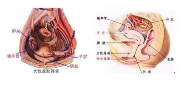 慢性盆腔炎都会导致不孕吗