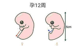 胎宝宝的惊喜变化图