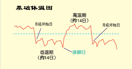 测体温真的能准确的测出排卵期吗