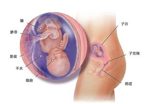 怀胎十月温馨提示语