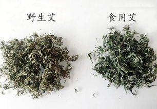 奇艾与艾草的区别图片？