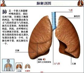 男性全身检查包括什么项目呀？