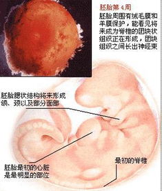 胎儿是如何发育的?