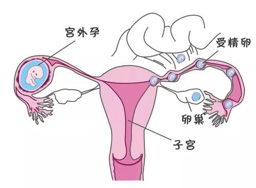 女性什么时候易怀孕最好