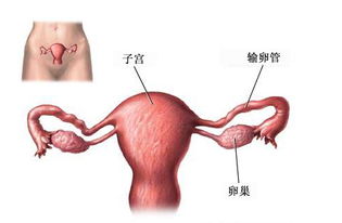 输卵管什么原因堵塞堵塞