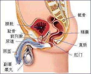 睾丸扭转是哪里痛