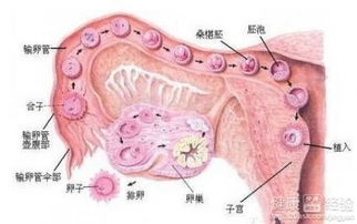 多囊卵巢综合征有什么前兆吗