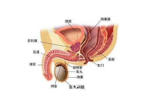 刚做完睾丸穿刺手术可以走路吗