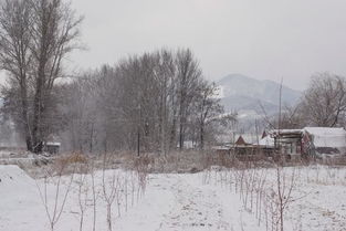 雪的经典唯美短句