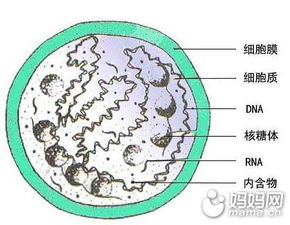 孕妇沙眼衣原体感染的症状有哪些