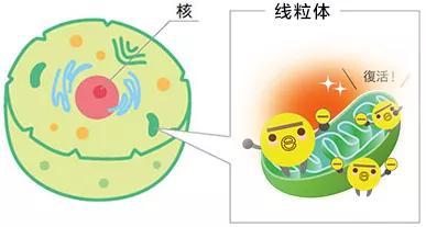 怎么提高卵子质量和活力