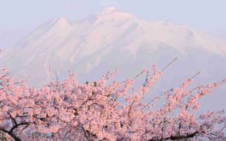 富士山的樱花文案