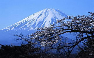 富士山的樱花文案