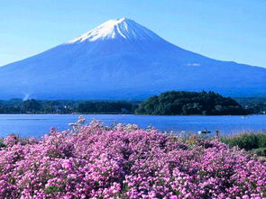 富士山的樱花文案